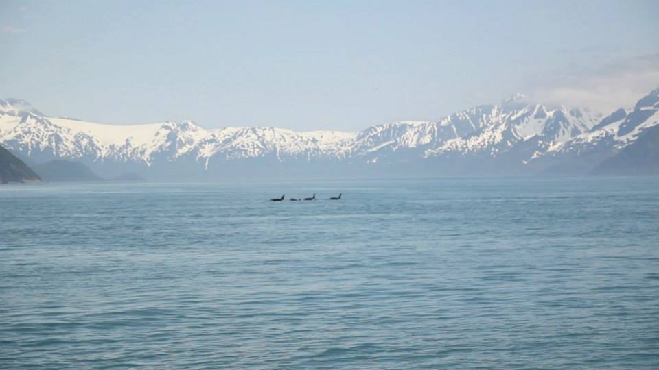 Kenai Fjords NP