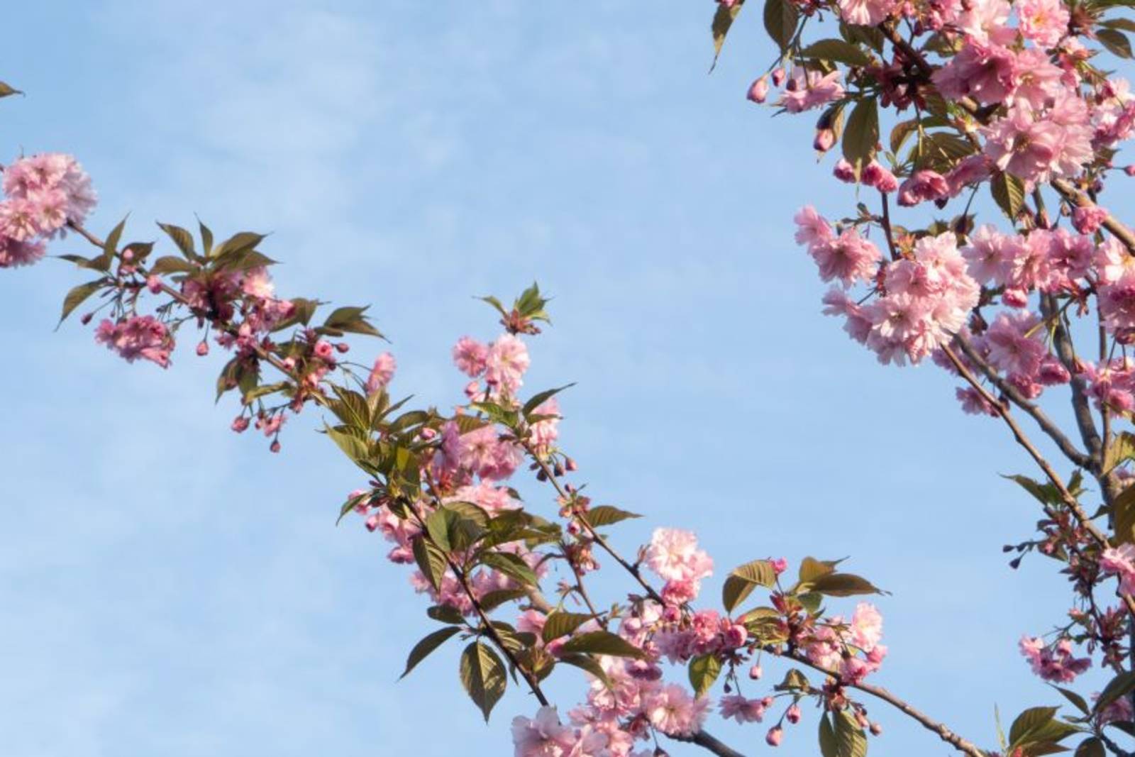 Rosa blomster på et tre