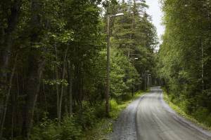 En grusvei strekker seg inn gjennom skogen. Foto: Øivind Haug