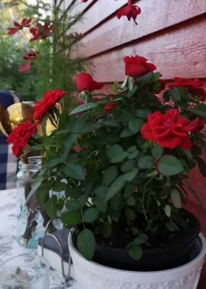 roser som er plantet i en potte og står på et bord