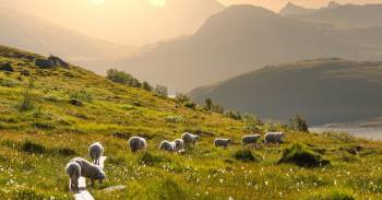 Flere sauer som er på beite i en bakke med fjell i solnedgang i bakgrunnen