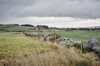 Et steingjerde strekker seg langs en åker, grønn på den ene siden og gul på den andre, langt borte er det en gård. Foto: Øivind Haug