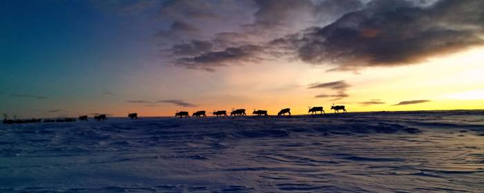 Reinsdyr på Finnmarksvidda. Foto: John Henrik Guttorm (Ikke gjenbruk)