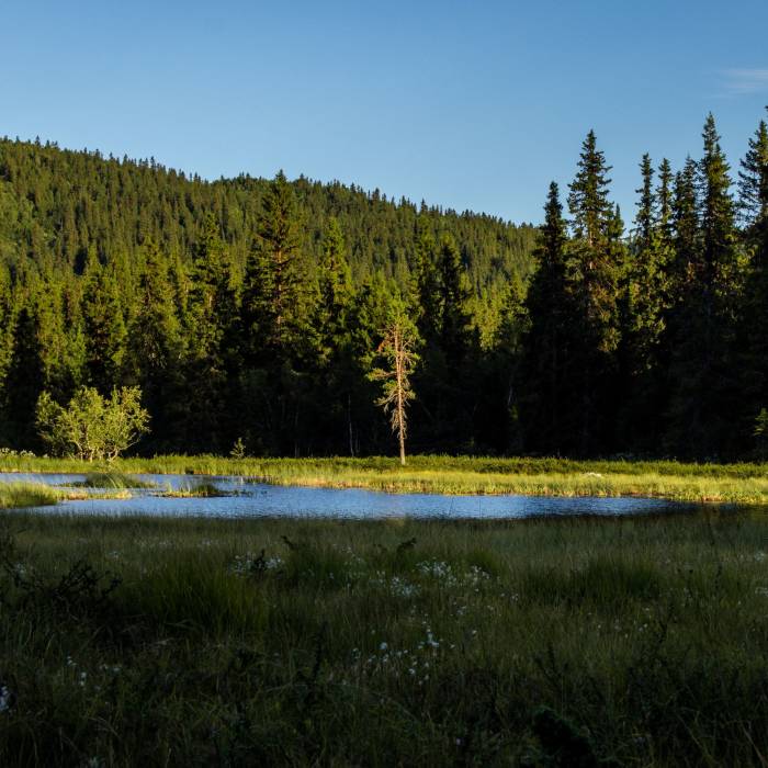 Grantre ved lite vann omkranset av skog