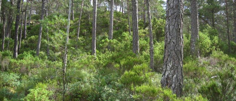 Skog