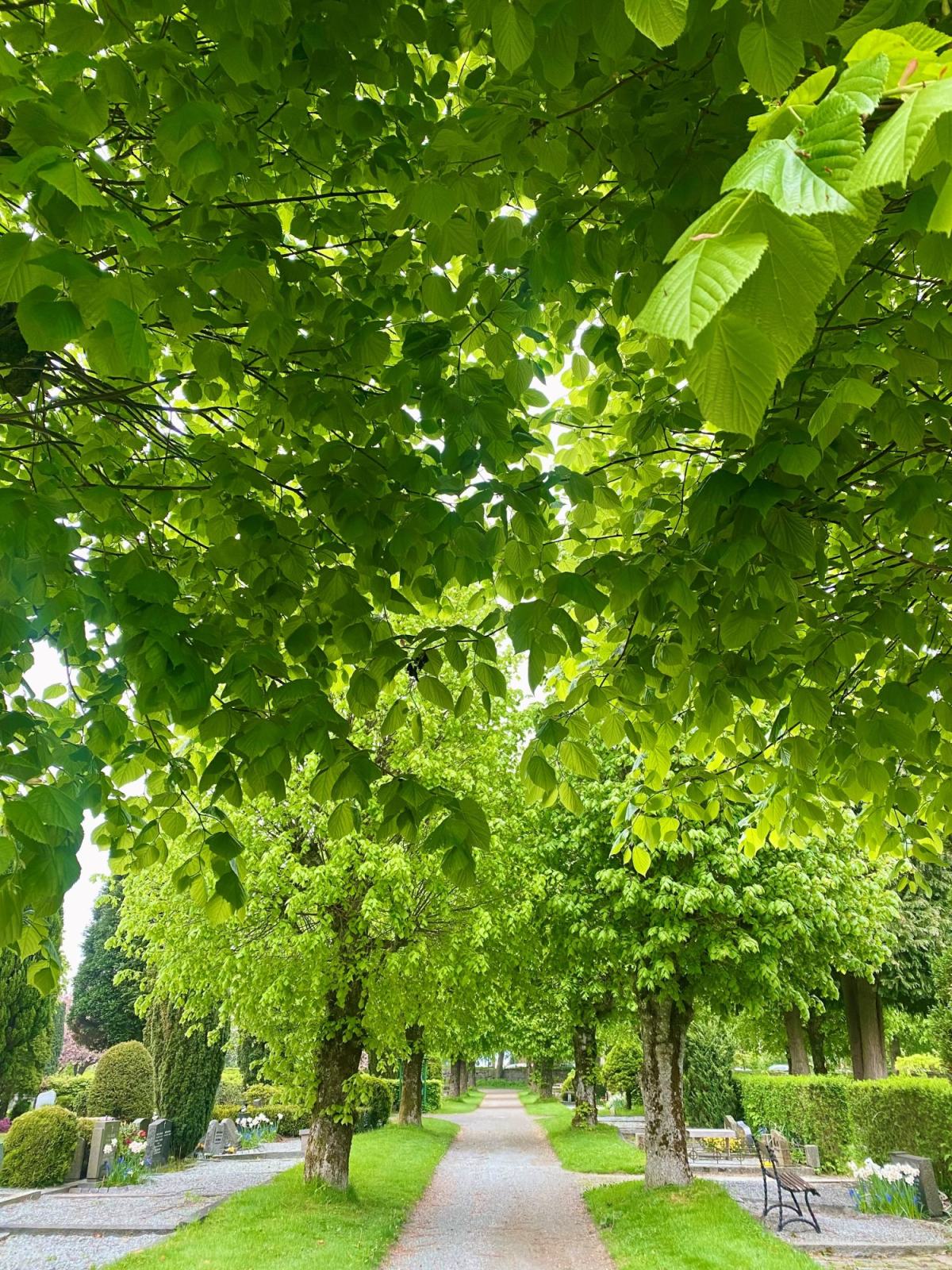 Trær på Eiganes Gravlund