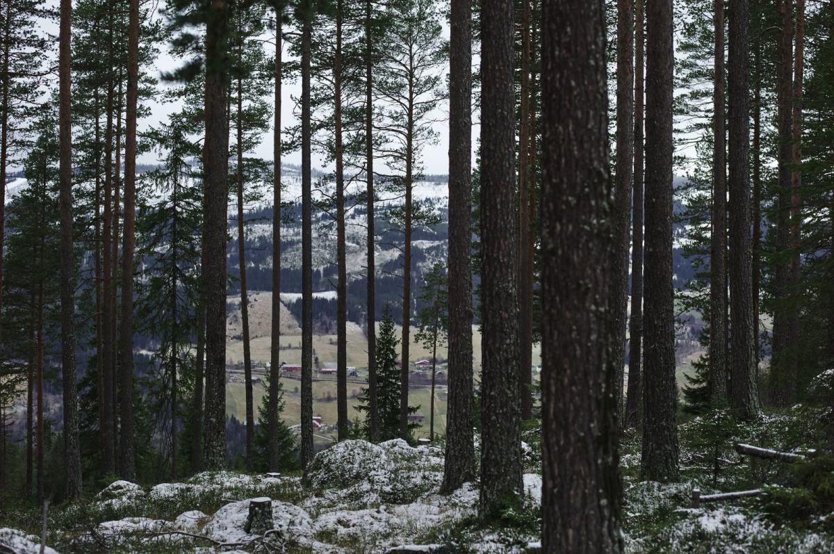 I forgrunnen er det spedt spredte bartrær, langt vekk, mellom trærne, ser vi en storgård. Foto: Øivind Haug