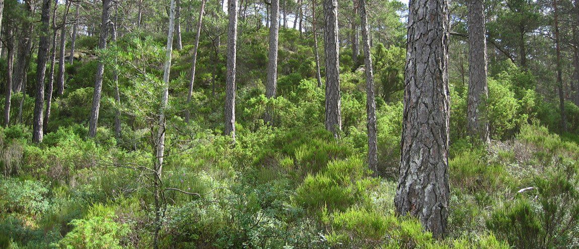 Skog