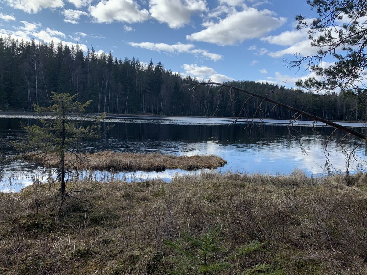Bildet viser et idyllisk skogsvann i kveldslys. Blankstille vann med myr foran og skog i bakgrunn. Blå himmel med spredte skyer. 