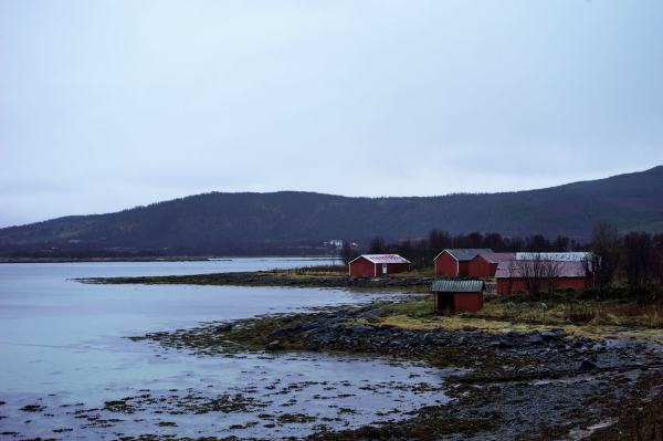 Flere røde, små naust ligger langs vannkanten. Foto: Øivind Haug