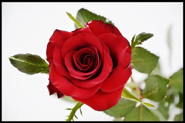 rød ekte rose