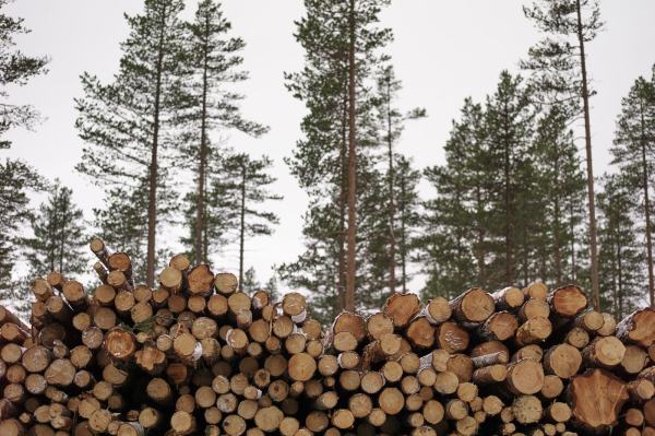 En stabel med vedhogst ligger foran høyreiste bartrær. Foto: Øivind Haug
