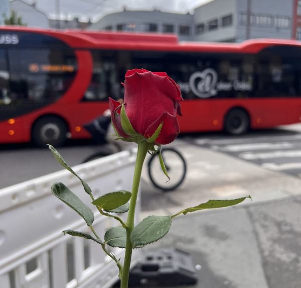 Rose