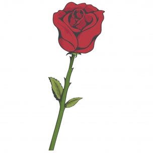 Rose til deg