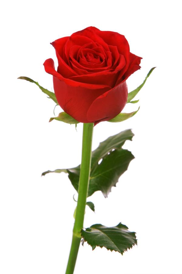 original_1478643522_7015436