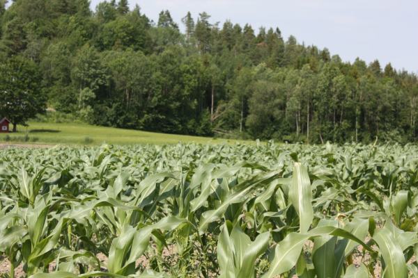 original_1478642836_3574827