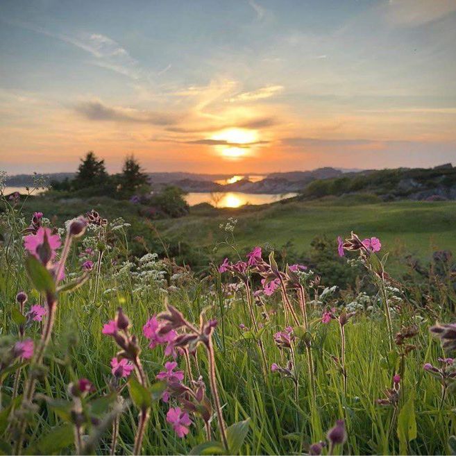 blomster utsikt kalve