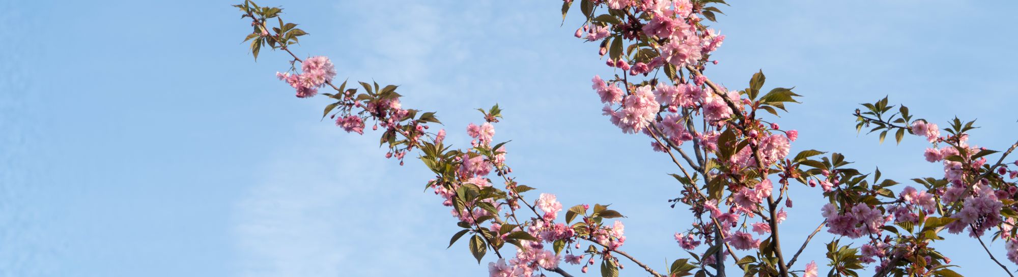 Rosa blomster på et tre