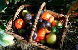 ArboLife-events-association-humus-panier-de-recolte-au-jardin-de-la-cote