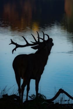 Arbolife-events-upgreen-brame-des-cerfs