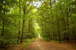 ArboLife-events-step2blind-foret