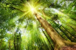 ArboLife-events-reveille-ton-soleil-valerie-bourne-bain-de-foret