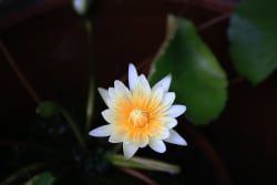 ArboLife-events-hub-meditation