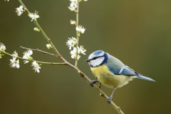 ArboLife-events-Association-Liane-Oiseaux-enchantes