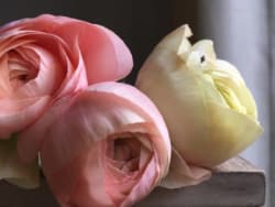 ArboLife-events-rose-jasmin-hiver