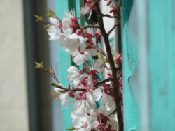 ArboLife-events-fleurs-deveil-la-construction-du-monde
