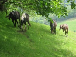 ArboLife-events-marek-ferme-pointdujour-haie