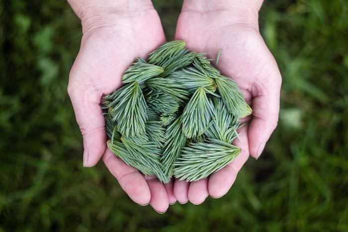 ArboLife-holding-pine-needles-700