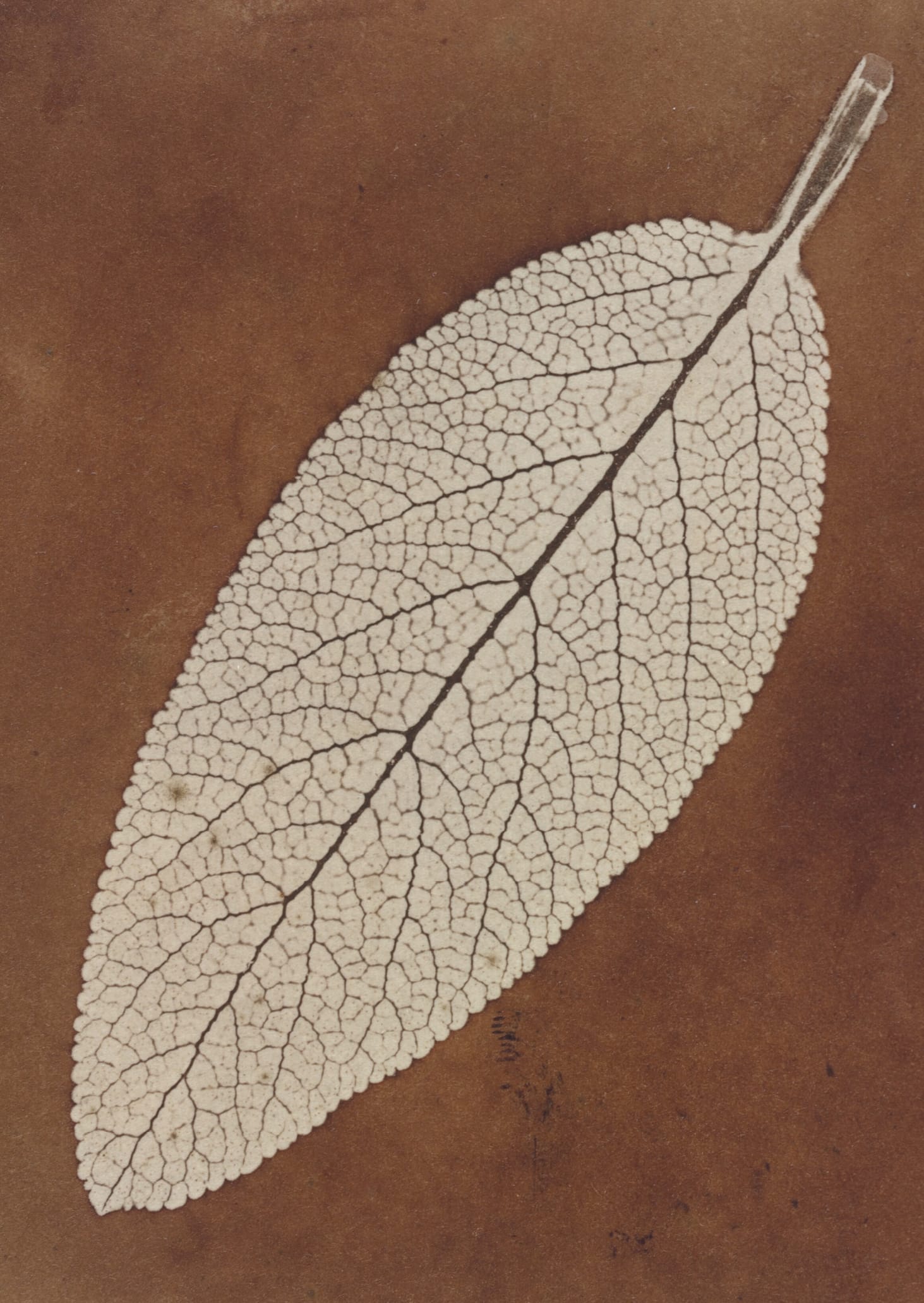 Leaf Study
