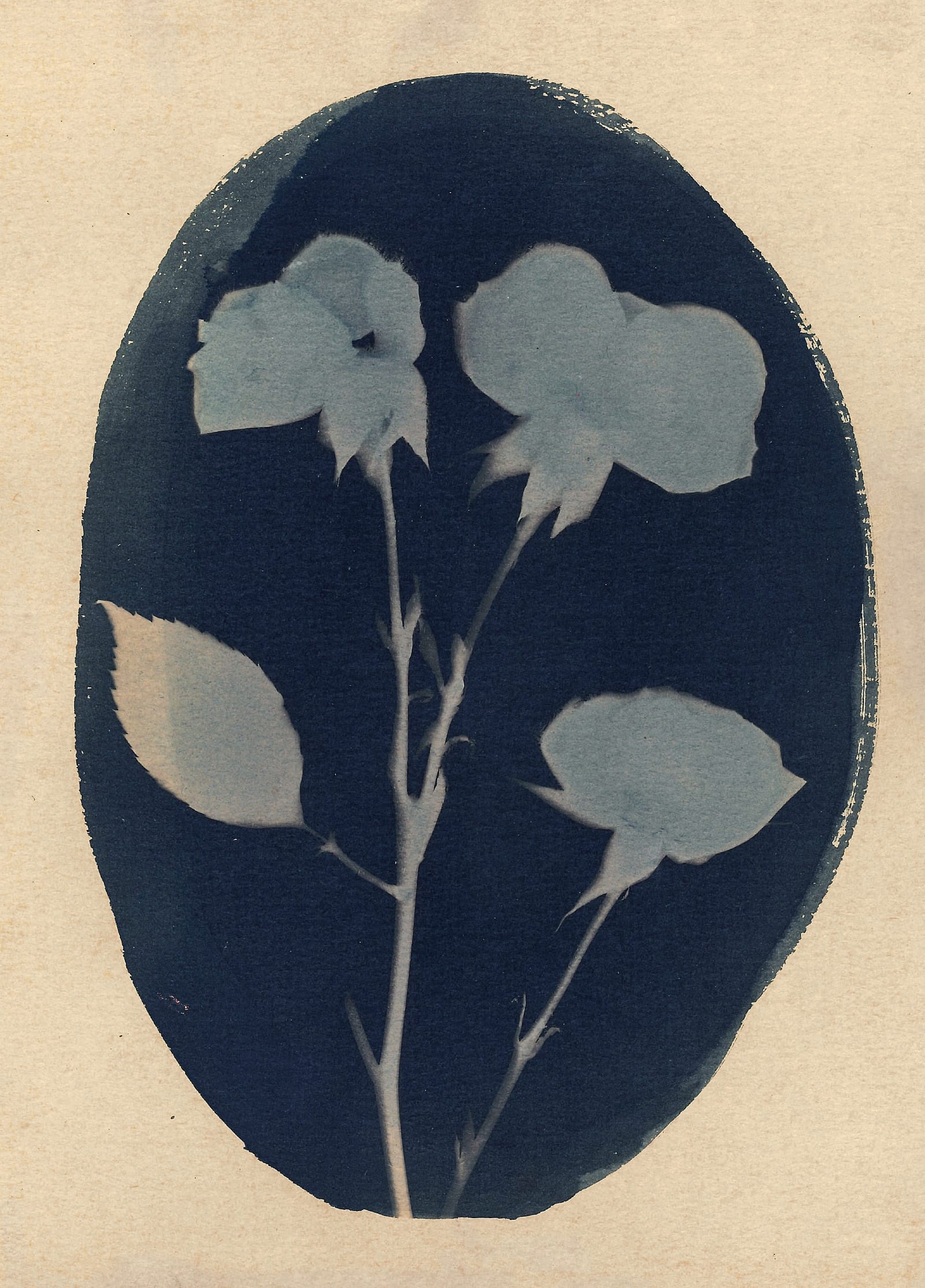 Blue Roses