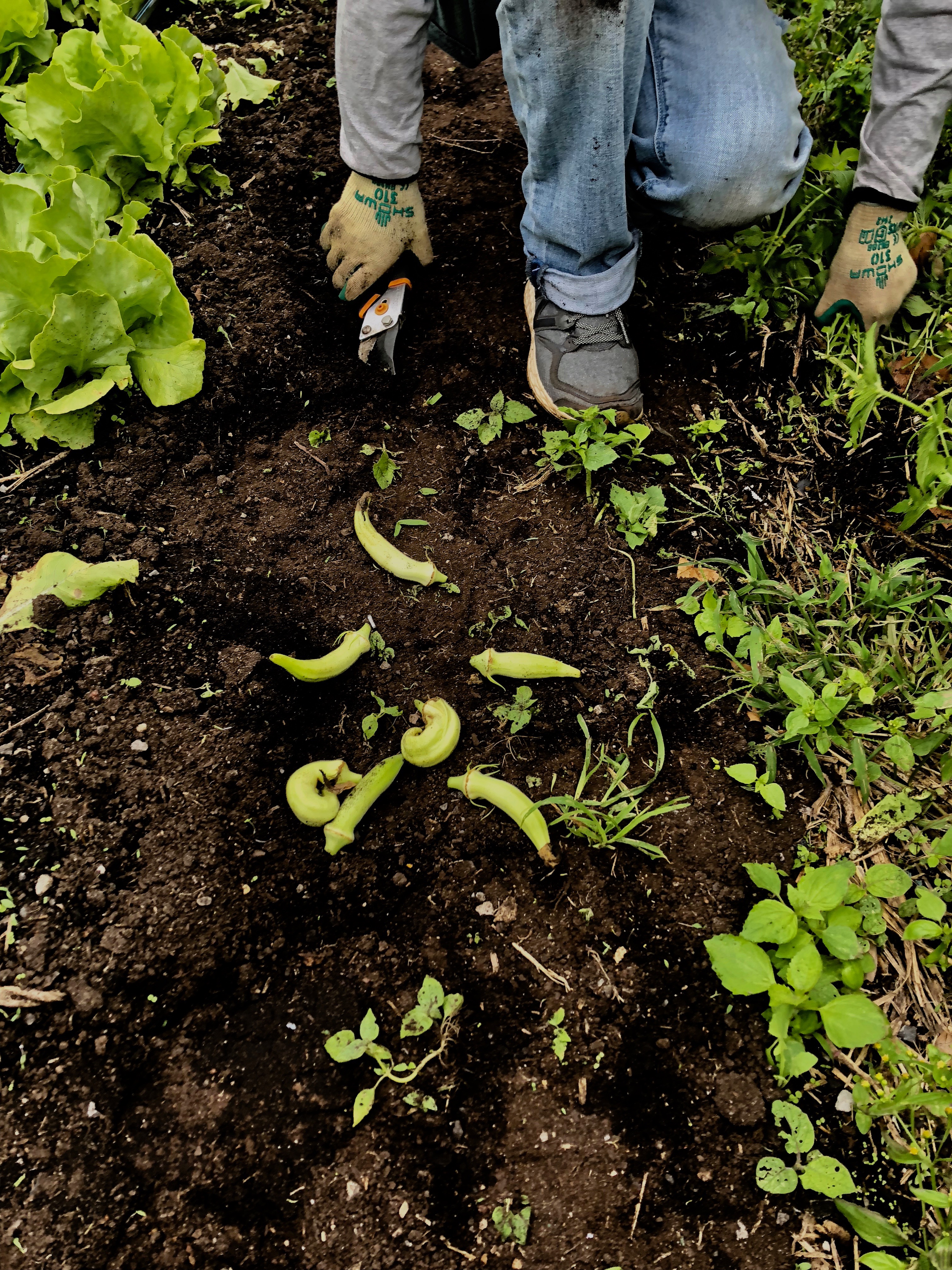 Photo of okra on soil