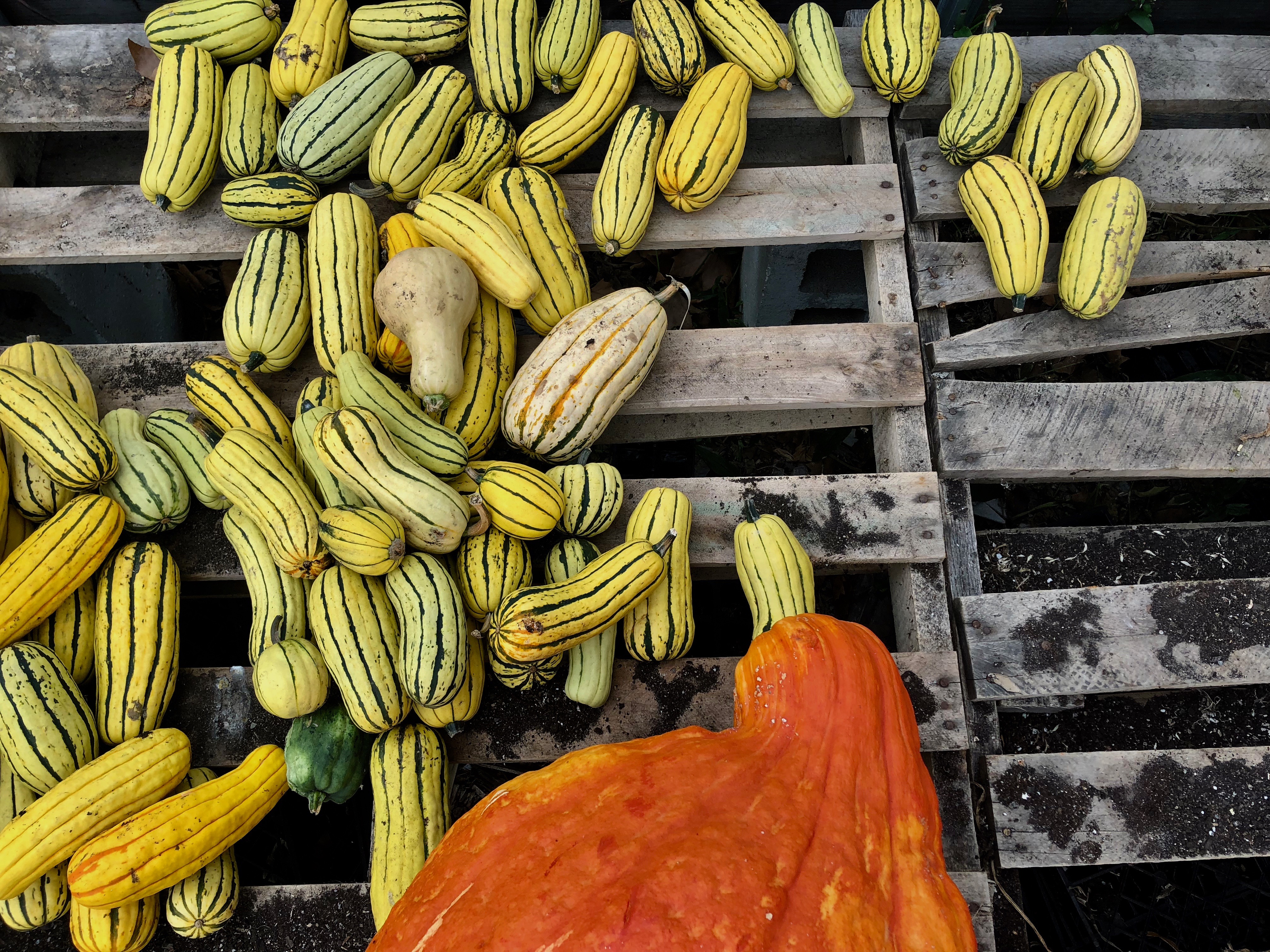 Photo of Delicata and Crookneck