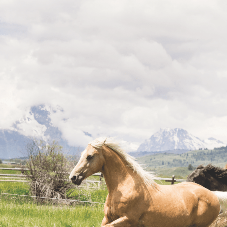 Ariat outlet europe limited