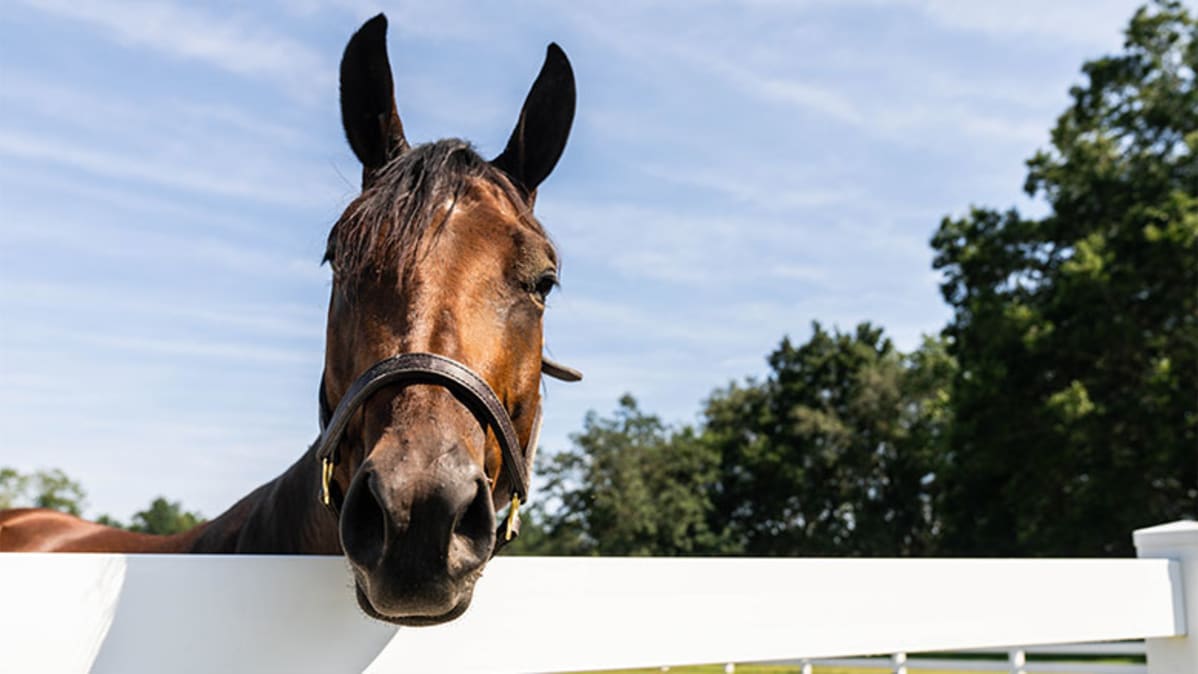 A Local Guide: 13 Things to do in Ocala, FL