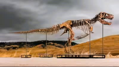 The Multi-Million Dollar T. rex Auction: Why Scientists Are Fighting the Commercialization of Fossils