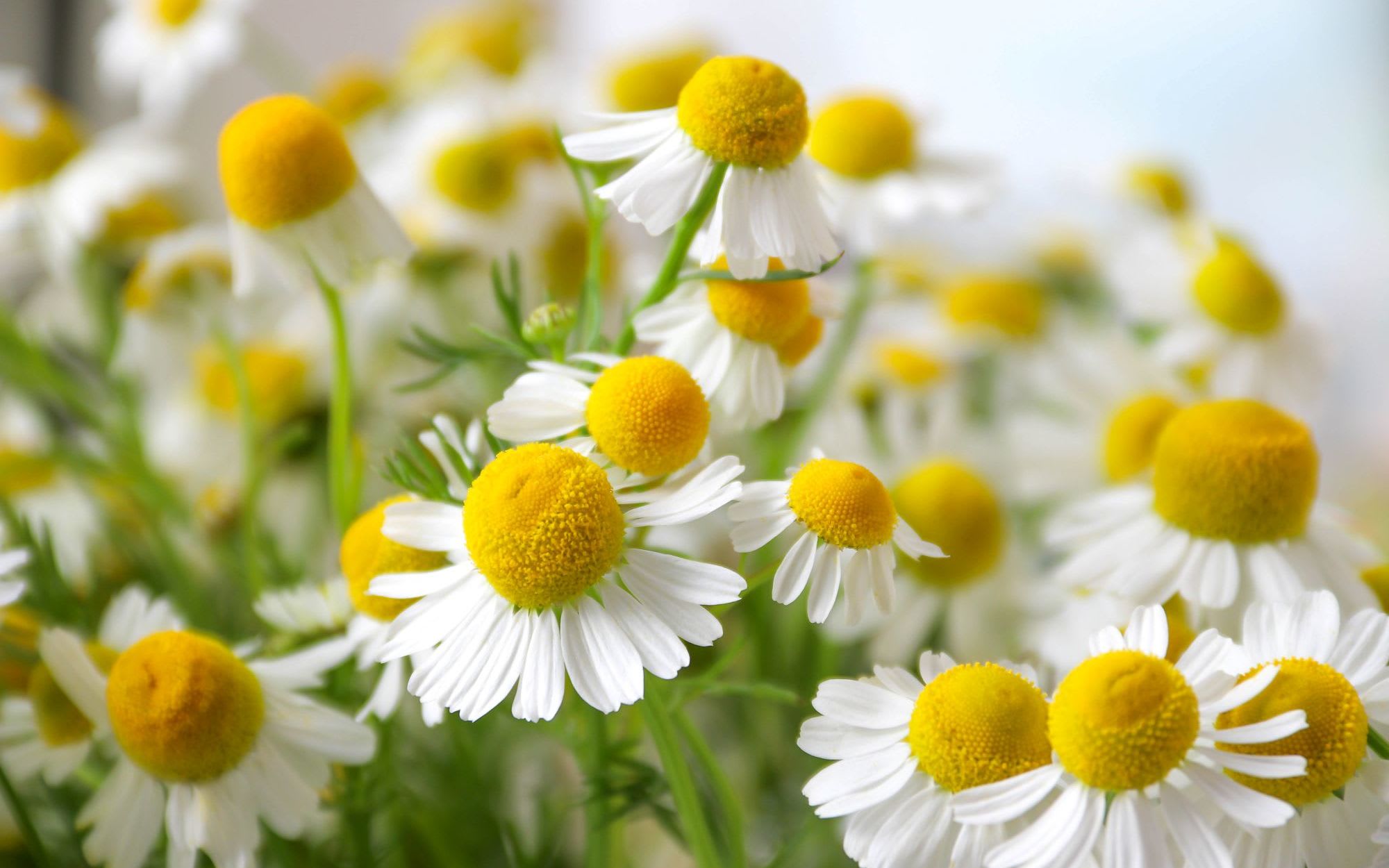 Kamilleblomst - søt og mild, men med kraft!