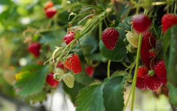 Derfor trenger du C-vitamin i sommersola