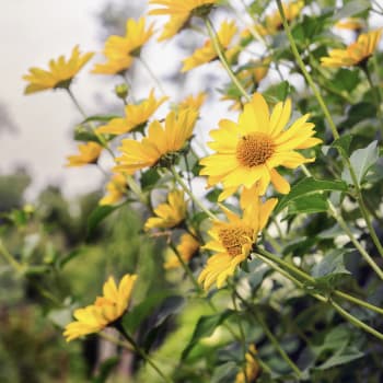 Arnica Montana