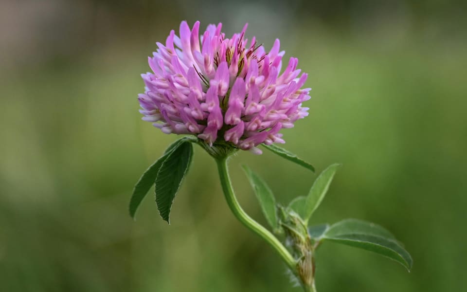 Guide for en behagelig overgangsalder