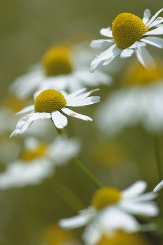 Kamilleblomst Matricaria chamomilla 