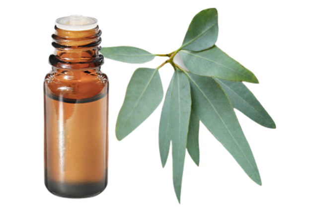 FT-Plante HE-Eucalyptus-staigeriana-removebg-preview