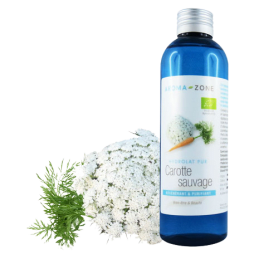 Hydrolat de Carotte sauvage BIO