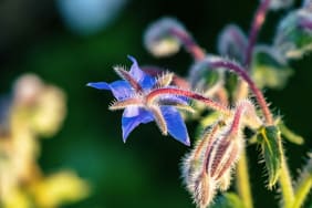 Huile de bourrache : quand l’utiliser dans votre routine beauté ?