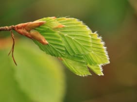 Le Hêtre (Fagus sylvatica) : tout savoir sur les bienfaits de ses bourgeons et de ses feuilles