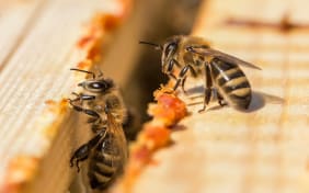 Propolis : qu’est-ce que c’est ?