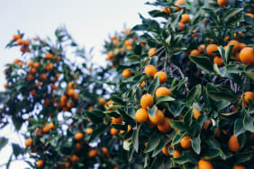 Connaissez-vous le Kumquat et ses nombreux bienfaits